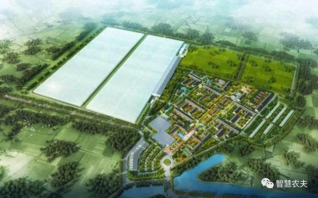 揭秘北京翠湖智慧农场 探秘番茄工厂化种植与北京三格科技